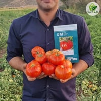 🍅 طماطة نوف ( حوران ) هجين Hybrid F1 🍅 🍅 مغلف 1000 بذرة 🍅 مقاومة للفاي...