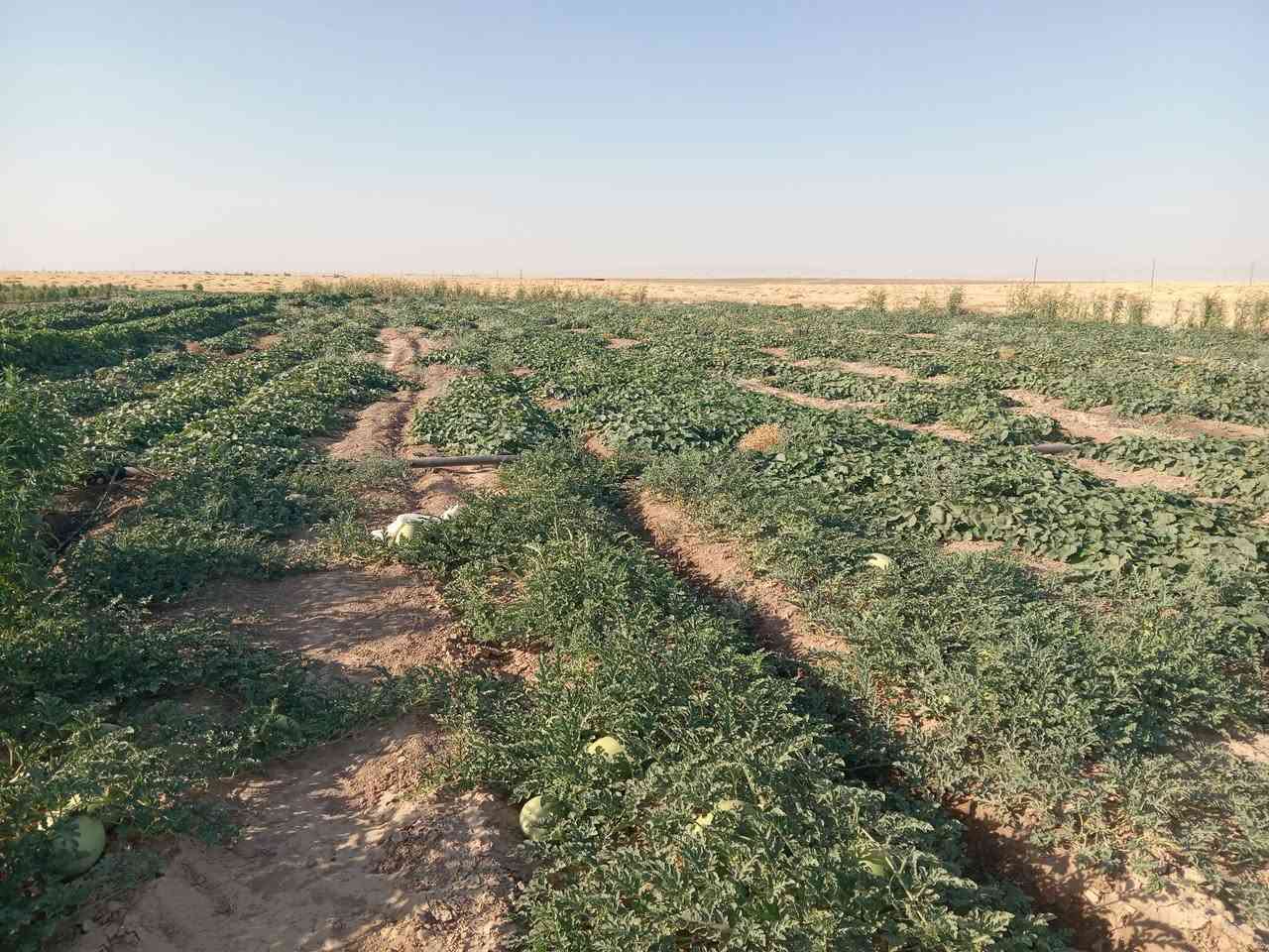بسم الله 🍉 كانت لنا زياره هاذا اليوم إلى منطقة وادي الشوك مع اخونا أبو دريس
لتقديم الئرشادات الزراعية مع المهندس الزراعي  المهندس علي صادق التكريتي
🫑 مناحيت البذور و المنشطات والمبيدات🌽 
دبانه للزراعة الحديثة - العراق
شعبة زراعة تلول الباج
الشرقاط اجميلة تقاطع الطوب
أبو حارث *********** اسيا ***********
علي حمد***********
