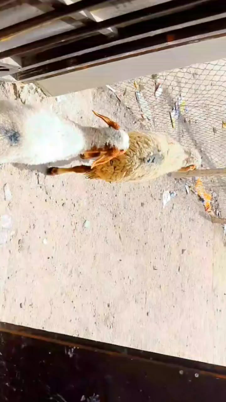 يا الله نعجه مطفل جواه نثيه بتهه صلوات على محمد جبيره صاحيه شرط الصحه وسالمه من كل عيب نعجه حلوه مالات بر وين  راحو جنايه على باب الله تنزيلات سعر بلاش 395وبيه مجال بسيط المكان البصرة الزبير الشراي يتصل بالخدمه بيه وتساب موجود ***********
