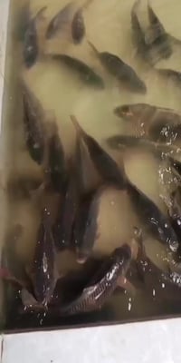 الحجز مفتوح 07745641119 1️⃣ سمج مسكوف عراقي أصيل 🐟 مسكوف على أصوله 📍  ...