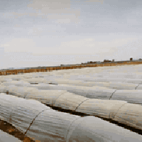 شارع نفط • ٤٠ دونم • ١٠ دونم حنطه