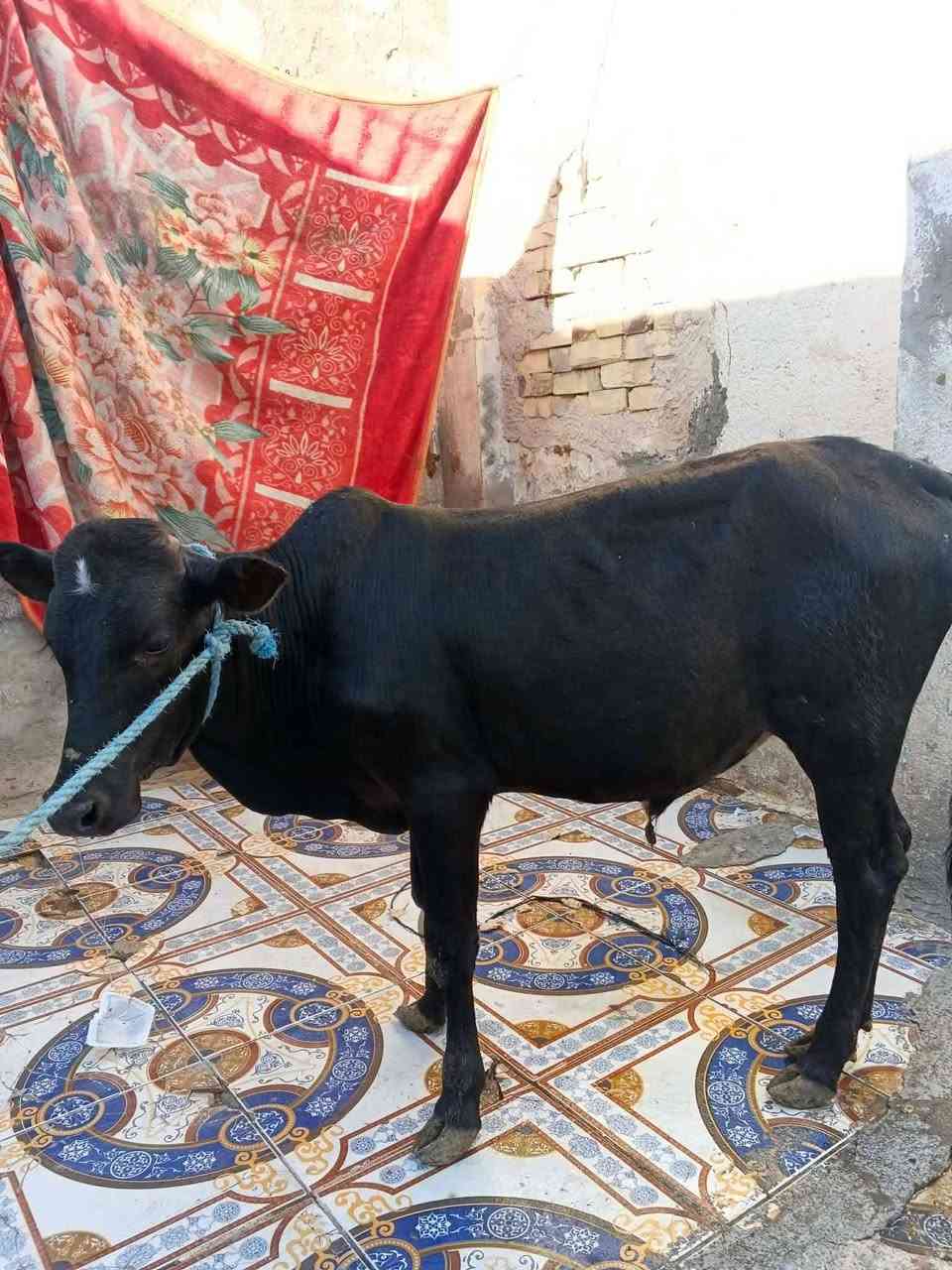 عجل مكان بغداد بلحسينيه مال الراشديه   السعر 850 وبيهن مجال *********** مستعجل علي بيعته واتساب وتصال
