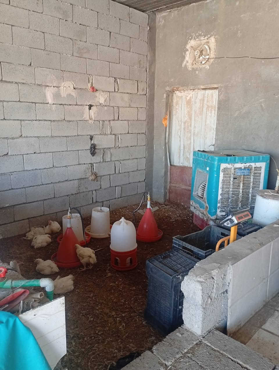 محل جزر دجاج حي وسمك للبيع معة شوايه سمك متكامل موقع الطيوب مقابل معمل الثلج الستفسار ***********
