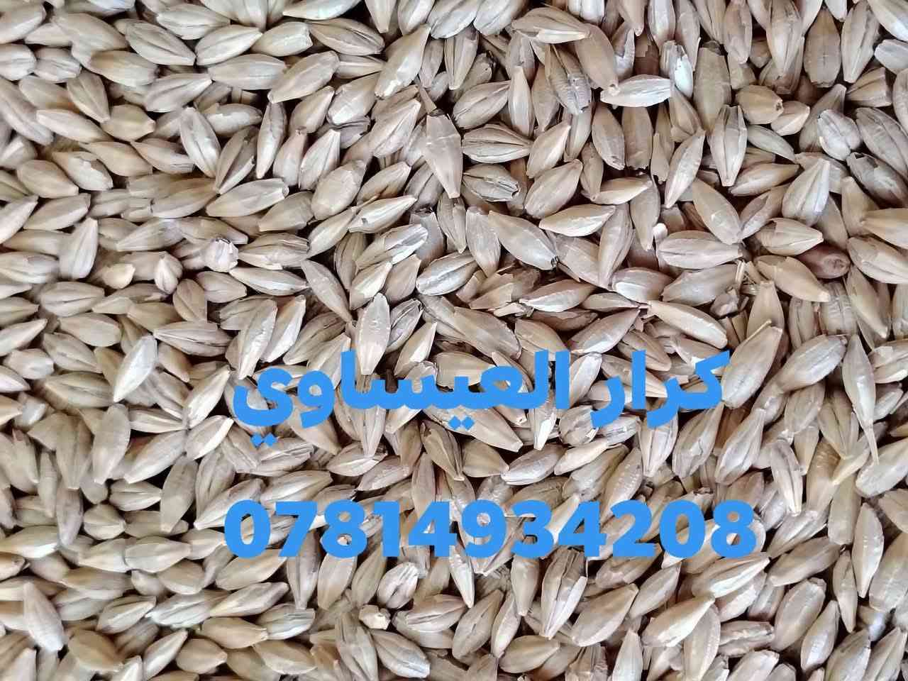 السلام عليكم ورحمة الله وبركاته

يعلن مكتب علي العيساوي 🏢 🏢

عن استيراد كميات من ##الشعير

المستورد الروسي العلفي

يستخدم في الطحن افظل بكثير من باقي

أنواع العلف

جمله ## ###مفرد

التوصيل مجاني 🆓 جميع المحافظات

العنوان بابل الكفل مقابل كراج بني مسلم

***********
*********** كرارالعيساوي
