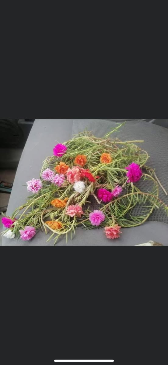 صباح الخير 💕😍
توفر ورد. صباح عراقي جميع الوان 
يم مشتل الدجيل

العنوان شارع البلديه عل محيط 

لاستفسار ***********📞📱

توجد خدمه توصيل 🚚
