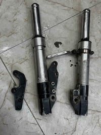 صدر جبلي • قزم • سكنس Dy