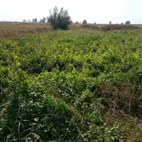 وبركاته يتوفر لدينا مشتل عنب بأنواع ممتازة وجودة عالية: 🍇 حلواني 🍇 أسو...