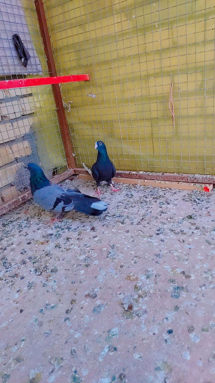 سلام عليكم متاح طيرة شاملية
وفحل نكولة مال مطيار *********** المكان ميسان
