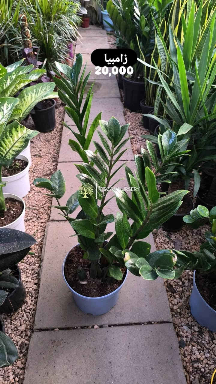🌿 نبات الزامبيا — الأناقة مع أقوى تحمّل ✨

إذا تريد نبات شكله راقي وما يحتاج عناية متعبة، فالزامبيا هو الخيار المثالي 👌
يتحمّل قلة السقي والإضاءة الداخلية، لذلك يعتبر من أفضل النباتات للمكاتب والبيوت 🌱

متوفر عدنة بـ 5 أحجام مختلفة
ومتوفر:
🇳🇱 هولندي
🇮🇷 إيراني

✅ أوراق كثيفة ولمعة جميلة
✅ جودة نباتات ممتازة
✅ تربة نظيفة وعناية عالية بكل شتلة

نعتني بأدق التفاصيل حتى يوصللك النبات بأفضل شكل ويضيف لمسة فخامة وهدوء للمكان 💚

📍 زورونا في موقعنا:
مشتل الأوسكار – حي الحنانة – شارع نجف _ كوفة
(مقابل غرفة تجارة النجف و فريندز كافيه ومطعم شريف– مجاور متنزه الحنانة العائلي)

🕗 أوقات الدوام:
من 8:30 صباحاً إلى 8:00 مساءً

📞 للطلب والاستفسار:
*********** – ***********
(اتصال / واتساب / مراسلة عبر فيسبوك)
 متوفر دفع  زين  كاش ومتوفر ماستر  
🚗 يتوفر توصيل داخل النجف
موجودين في تطبيق توترز لبعض المواد الزراعية 
أهلاً وسهلاً بكم دائماً في مشتل الأوسكار 🌹🌹🌹
