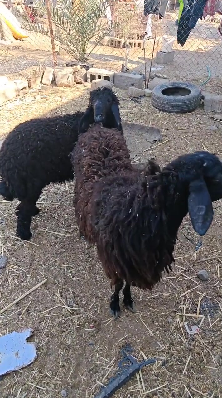 سلام عليكم نعجات مطافيل جواهن ذكوره شرط الصحاالعنوان الكرنه سعرخاص


**إذا كنت صاحب هذا الإعلان وتريد حذفه لأي سبب، رجاءا أرسل رسالة إلى الدعم الفني**