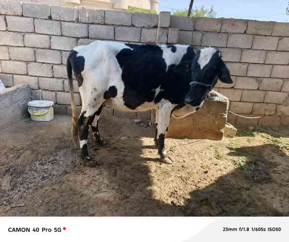 متاح بقره عشار ٦ تشهر بكعا نضيفه مكفوله بعد الولاد على كل عيب بعدها بجر والده بطن شرط شيرات الحليب بثمها وبسعر ١٧٠٠ وهلا بشراي اتصل *********** صلاح الدين الشرقاط قريه الخضرانيه
