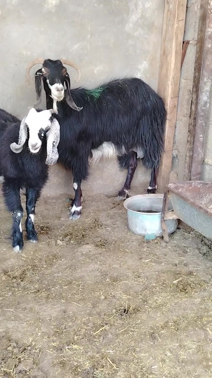 متاح معز ٣ وحده وراها توم ام اول بطن وحده ام اول بطن ورها هاي صخله جبيره جمه ام ثالث وراها صخله شوف ضرع بعينك ما شاء الله ضرارها جياس معز حليب شرط نصاح كلشي يرهم تفريد وشلع كلشي وسعره معز مال جنيه سعر خاص مكانه بروانه رقم *********** خاص مفتوح
