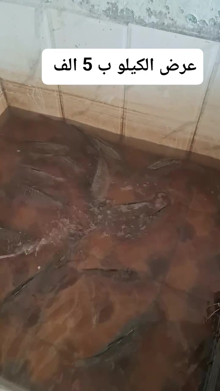 عرض يوم الثلاثاء لحد الاربعاء السمج الكيلو ب 5 الف  عنواني الجربوعيه الاولى ع السايدين مقابل حسينية الامام الرضا رقم الحجز *********** واتساب
