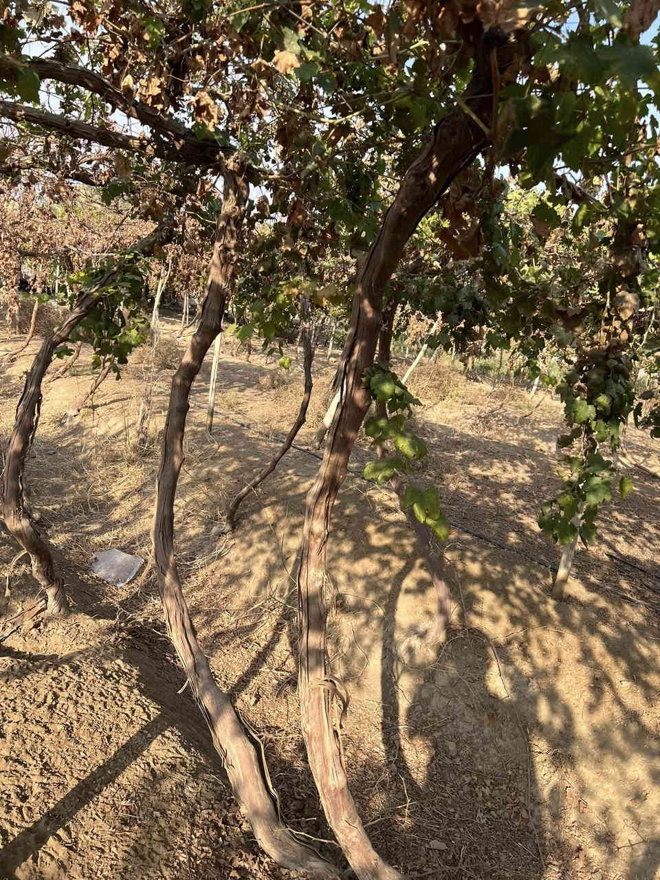 للبيع قمرية عنب كامله هي وملحقاتها وهذا حجم الأشجار مالته النوعيه حلواني وكمالي ورأسي المكان العلم ***********
