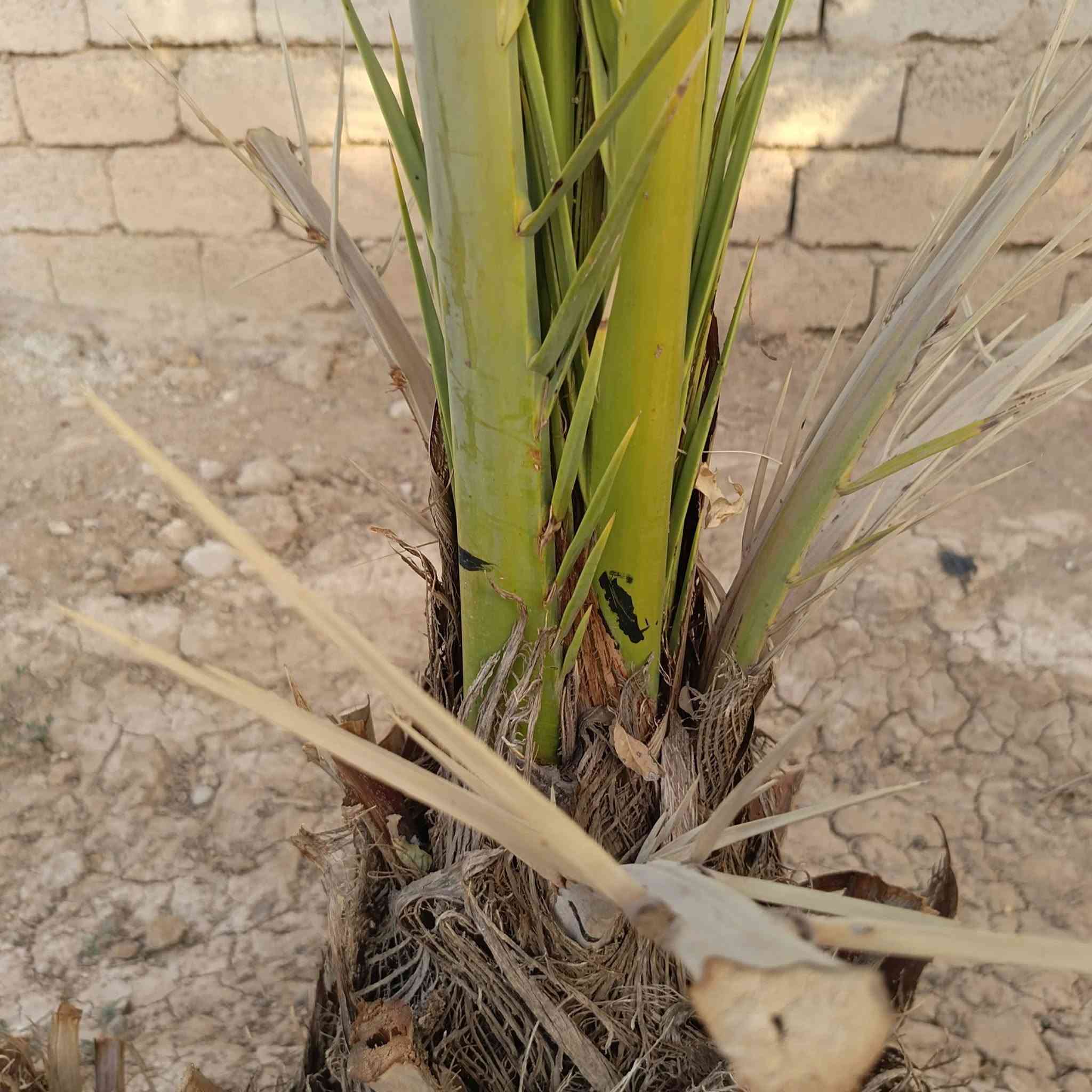 طبعاً هذا مو إعلان، گد مو هو تجربة شخصية وعممته للفائدة،  وصراحة منتج راهم حيل... والنتيجة بالعين ( بالشوف) قبل السمع ..... منتج ( Humimax ) يحتوي على خمس عناصر ( هيومك) و ( فولفك) و ( حديد) و ( فوسفور) و ( كبريتات الامونيوم) و ( منظمات نمو) .
مفيد جدا للأشجار ضعيفة النمو ،  أو المغروسة حديث ...  للعلم كثير فلاحين مستخدمينه للذرة الصفراء هم  
( الوصف داخل الصور)

المنتج  موجود لدى مكتب ابو سهيل الزراعي


**إذا كنت صاحب هذا الإعلان وتريد حذفه لأي سبب، رجاءا أرسل رسالة إلى الدعم الفني**