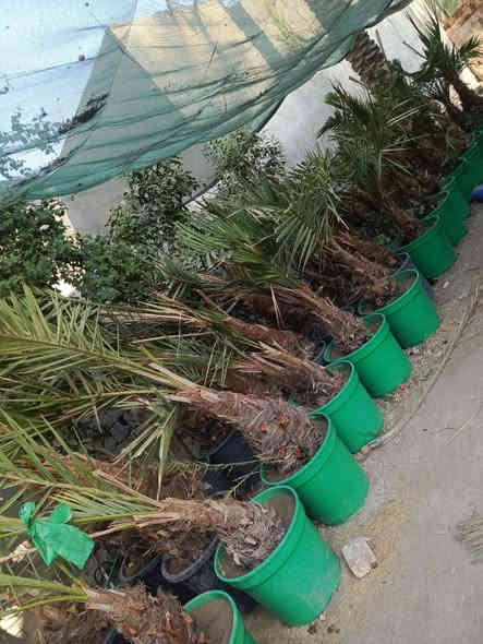 السلام عليكم يوجد الدينا برحي ومجهول وكرنفلي وكافة انواع النخيل لاتصال ع الرقم ***********
