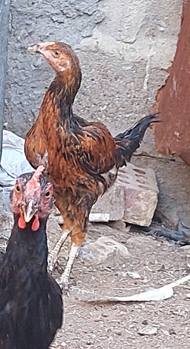 فراريج عرب للبيع اربعه فراريج وثنين ديوجه بيع شلع المكان بغداد جسر ديالى القديم الإتصال على الرقم ***********
