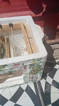 فقاسة • الهوير