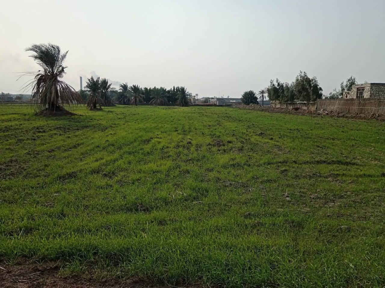 دوانم طابو زراعي سند 25 
المكان كوفه منطقه البراكيه قرب منطقه الكم
متوفره كافه الخدمات 
الارض مزروعه حنطه سعر الدونم ب38 وبي مجال
 الشراي يتصل 

للاتصال ***********
***********
