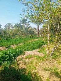 بستان دونم • ع الطريق السنية • طابو زرعي