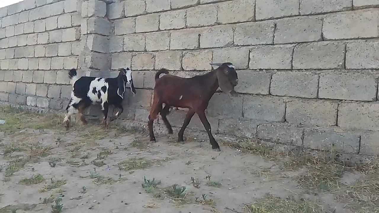 السلام عليكم جوز جدي وصغله للبيع شرط النصاحه المكان الشرقاط قريه شكراً الاتصال على هاذه الرقم 
***********
