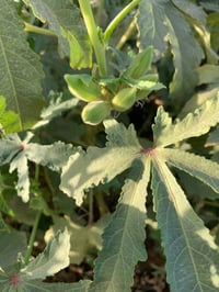 بذور بامية • فرنسية • جيل أول