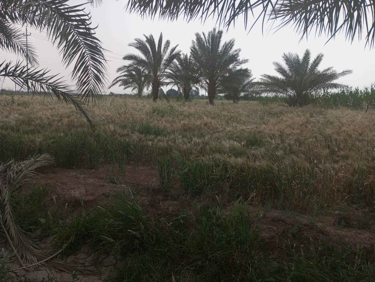 ارض زراعيه لبيع المساحه ٤٠٠ دونم العنون طريق كوت نعمانيه
متوفر كافه الخدمات لاستفسار ***********و ٠٧٧٢٤٧٠٦٠٠
