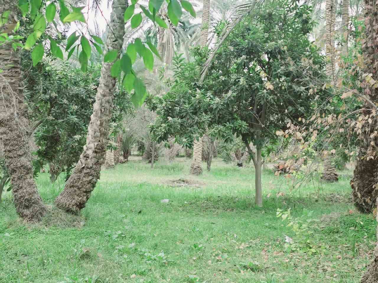 اللهم صل على محمد وأل محمد ليوم

 جبنالكم عرض مميز  وبسعر مناسب جدا واحلئ

 مايكون بهذا العرض هوه المنطقة والجيران الطيبة والهدوء 

 للبيع    دونم  المساحة بالأمتار 2500 متر محدد ومسيج بالكامل 

   تتوفر كافة الخدمات 

  كهرباء ضغط عالي مي اساله 

   مي سقي سيح البستان مخدومة

 بالكامل العنوان كربلاء شارع الحسينية سايد المواكب

 قرب جسر 🌉 الإبراهيمية الها مدخلين مدخل الأول من

 شارع الحسينية ومدخل الثاني من شارع الابراهيمية تبعد

 عن شارع الحسينية 1000  متر وعن جسر الإبراهيمية كيلو ونص 

 وعن مركز المدينة 15 كيلو منطقة سكنية عرض الشارع

 النازل عل بستان 6 متر واكو مكانات 7 و 8 م علمأ نوع السند

 طابو زراعي سند 25 تحويل سهم مباشر بأسم المشتري

 أصل السند  6   دونم فقط انزل اسمك سهم بالسند بمساحة

دونم  

#السعر   210   مليون  مع المجال

 للجاد بالشراء 

للإستفسار أكثر #اتصلوا بالأرقام التالية 

(  ‏‪***********‬‏  )(  ***********  ) 

ابو فاطمة عنوان المكتب شارع الحسينية قرب جسر 🌉 الإبراهيمية مقابل شارع عون مكتب النافعي للعقارات كربلاء   النافعي للعقار       #اشاره #الاصدقاء #متابعين #اكسبلور #الجميع #متابعين #اكسبلور #الجميع #متابعين #اكسبلور @إشارة
