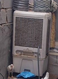 كونفيره • شغالة • الشريعه