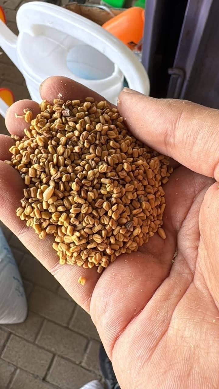 بذور …
متوفر جملة ومفرد


**إذا كنت صاحب هذا الإعلان وتريد حذفه لأي سبب، رجاءا أرسل رسالة إلى الدعم الفني**