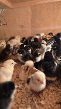 افراخ دجاج عرب • يومين • توصيل موصل وبغداد