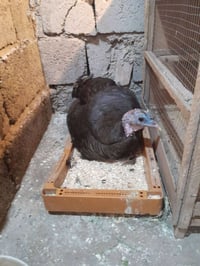 فسيفس • كاركة • بدون بيض