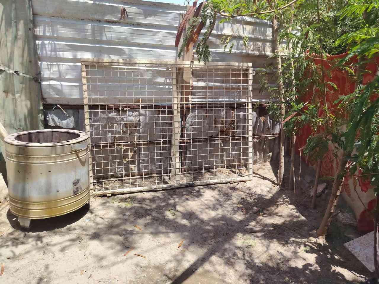 متاح سياج حديقه مع باب طول أكثر من ٦ متر وارتفاع ٢ متر حديد كله ثقيل يصلح أكثر من قفص للدجاج
***********
