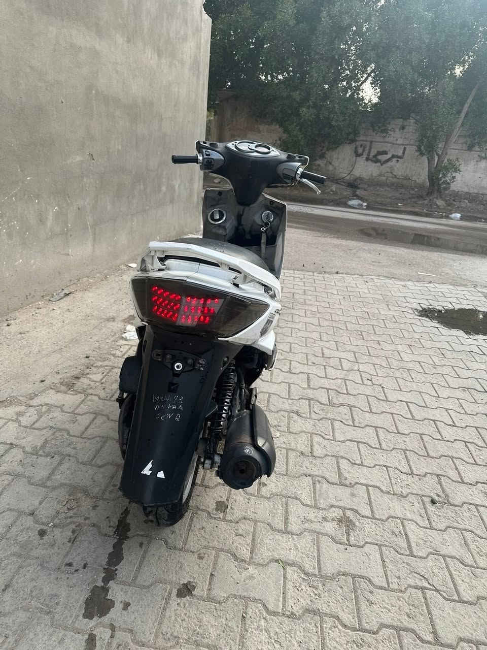 سكنس فحل للبيع 750 اي نقص مابيها *********** بغداد كرادة
