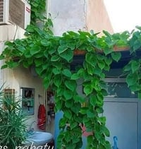 مشتل بيروميا  🌿 توفرت شتلات متسلق القنقينة (البلاب العراقي) 🍃✨  💰 السع...