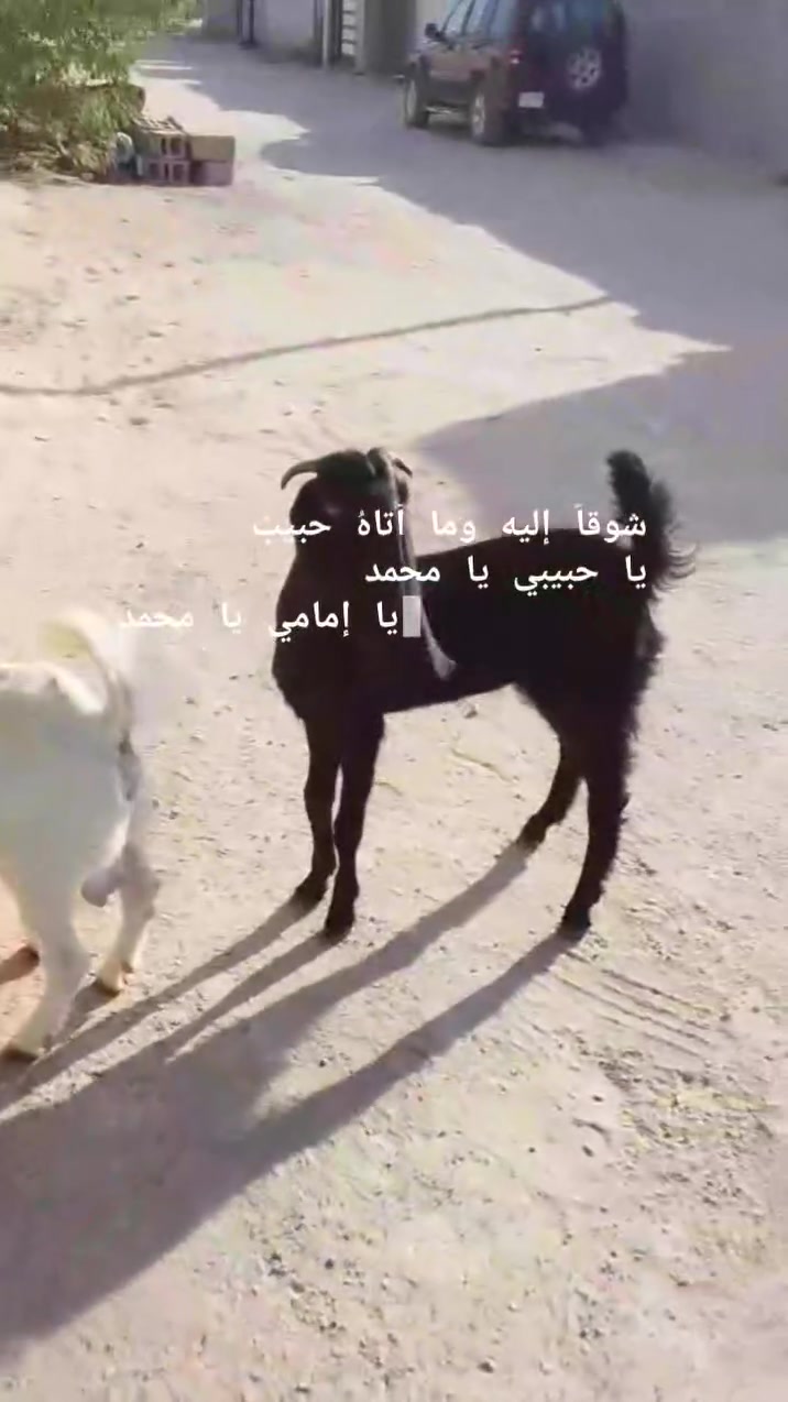يا الله خوان اسمع تفاصيل اكثر والا تسلني على نوعيتها كما مقطع الخير صخول نثيه وفحل صاحيات شرط الصحه وسالمات من كل عيب مكفول كافت شروط الجني مالات بيت وين راحوا جنايه على باب الله سعره بلاش ثنينهن 350وبيهن مجال بسيط وهاي صخله الحاله نثيه صاحبه شرط الصحه سعره 80الف قفل من الخير المكان البصره الزبير وشراي يتصل بلخدمه بيه وتساب موجود ***********خوان تفاصيل اكثر خاص والا يوجد حجز
