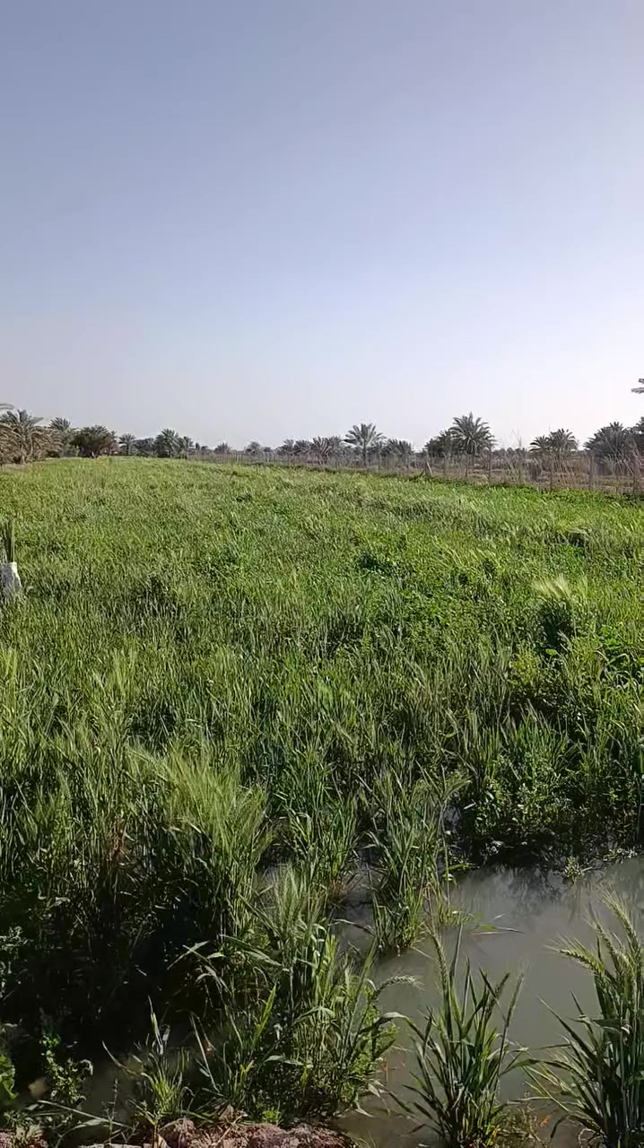 زرع للبيع المساحه 8دونم الديوانية قرب الخمسه دونم خلف الطاقه الكهربائيه الكوريه 
‏‪0787 204 2159‬‏
