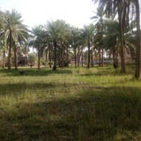 كربلاء الحسينية • ٤ دونم ونص • ١٢٠ نخلة