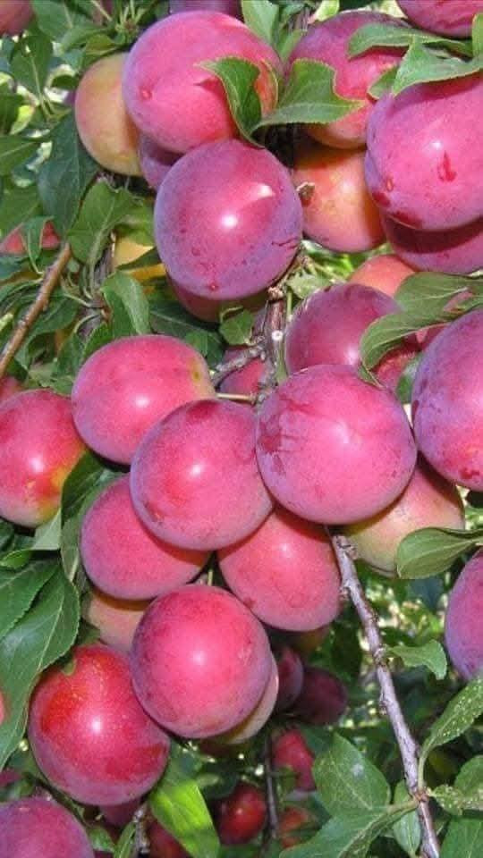 #وداعا_لتساقط_الثمار
#وفرنالكم_اقوى_مثبت_ازهار ولجميع الاشجار
خلطة مثبت ازهار وتحسين عقد الثمار
وايضا يوجد خلطة #احمد_الحرداني  لزيادة الانتاج وتكبير الثمار مجربة وفي جميع المحافظات 
وايضا يوجد #معقمات للحفاظ على الثمار من الاصابات بأسعار مناسبه 
#يوجد_خدمة_توصيل_لجميع_المحافظات


**إذا كنت صاحب هذا الإعلان وتريد حذفه لأي سبب، رجاءا أرسل رسالة إلى الدعم الفني**