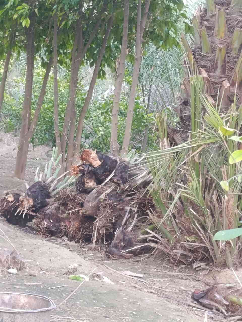 بەجکەی خۆرما خۆرمایکەی شلە کەلار ***********
