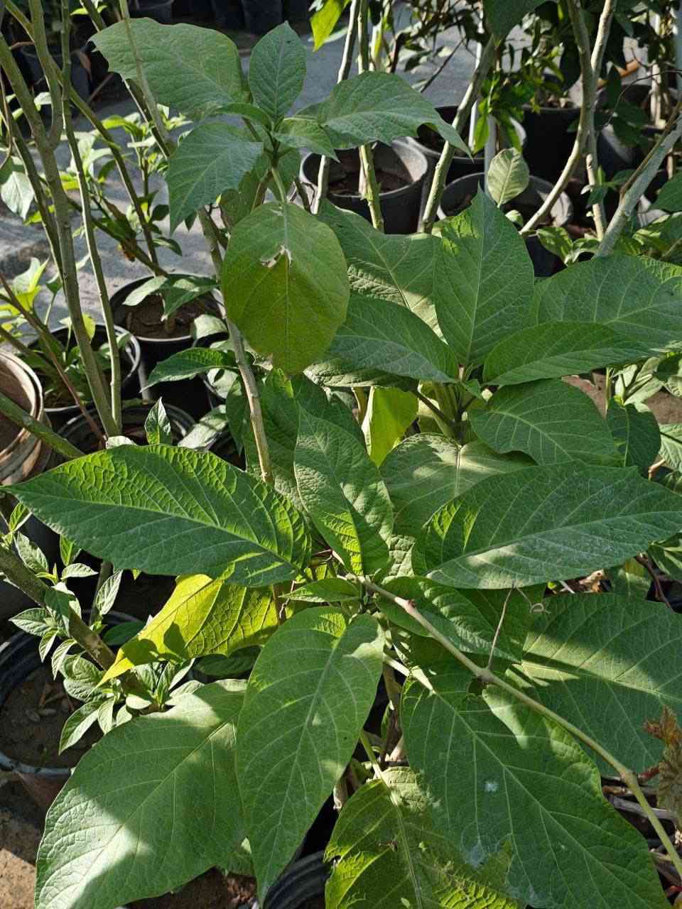 مشتل نباتات نادرة 🌿
🌺 نبتة Angel’s Trumpet (أبواق ملائكه)
✨ إذا تبحث عن نبتة ملفتة وفخمة تخلي حديقتك مميزة…  (Angel’s Trumpet) هي الاختيار المثالي 👌

🌿 المميزات
✔️ أزهار كبيرة متدلية بشكل أبواق رائعة 🌺
✔️ ألوان جذابة (أصفر، وردي، أبيض)
✔️ رائحة عطرية جميلة خصوصاً بالليل 🌙
✔️ تضيف فخامة وجمالية للمكان
💪 التحمل والقوة
✔️ تتحمل أجواءنا الحارة مع عناية بسيطة
✔️ سريعة النمو وتعطي منظر قوي بسرعة
✔️ مجرّبة وناجحة في العراق 🇮🇶
📏 الارتفاع: متر وأكثر
🚚 التوصيل: متوفر لجميع المناطق
🧑‍🌾 معلومات سريعة
تفضل مكان مشمس أو نصف ظل
تحتاج ري منتظم
التقليم يساعد على كثافة الإزهار
✨ ليش تختارها؟
نبتة تعطيك جمال + عطر + منظر فاخر 🌿

💰 السعر: 12,000 دينار
📦 شتلات قوية وجاهزة للغرس
📞 للحجز والاستفسار: ***********
🌿 مشتل نباتات نادرة – نوفر لكم أجمل النباتات 🌿

