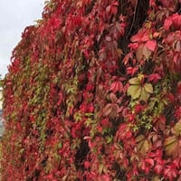 مخلب القط • أخضر-أحمر • مشتل الأوسكار النجف