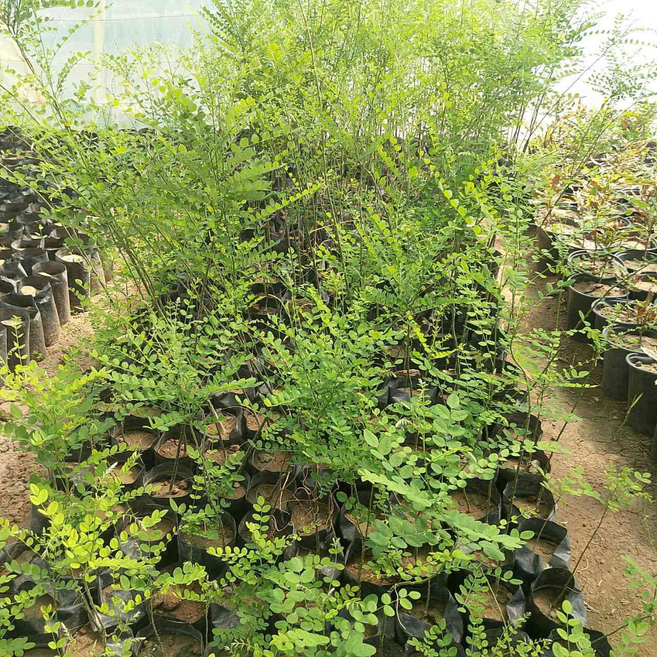 🌿🌳 إعلان مميز من مشتل الشاهين 🌳🌿

✨ متوفر الآن: شتلات شجرة صفيراء اليابان (السيفورا) ✨
شجرة الظل القوية والأنيقة التي تجمع بين الجمال والتحمل 🌞💚

🔹 تُعتبر شجرة **** من أفضل أشجار الزينة المستخدمة في تشجير الشوارع والحدائق، لما تمتاز به من قدرة عالية على التأقلم مع أجواء العراق والحرارة المرتفعة 🌡️🌿

━━━━━━━━━━━━━━━━━━━
🌟 مميزات الشجرة:
━━━━━━━━━━━━━━━━━━━
🌳 نمو متوسط إلى سريع وتكوين تاج واسع وكثيف
🌳 أوراق خضراء زاهية تعطي منظر جمالي طوال الموسم
🌳 ظل كثيف ومريح مثالي للأماكن المكشوفة
🌳 تتحمل الحرارة العالية والجفاف بشكل ممتاز
🌳 تتحمل التربة الفقيرة ونسبة من الملوحة
🌳 شجرة معمّرة تعيش لسنوات طويلة
🌳 مقاومة جيدة للأمراض والآفات

━━━━━━━━━━━━━━━━━━━
🌼 الإزهار والجمال:
━━━━━━━━━━━━━━━━━━━
✨ تزهر في فصل الصيف بأزهار بيضاء مائلة للصفرة
✨ أزهار عطرية تجذب النحل والحشرات النافعة 🐝
✨ تضيف لمسة جمالية راقية للحدائق والشوارع

━━━━━━━━━━━━━━━━━━━
🌿 الفوائد والاستخدامات:
━━━━━━━━━━━━━━━━━━━
🌱 مثالية لتشجير الشوارع والساحات العامة
🌱 تستخدم في الحدائق المنزلية والمنتزهات
🌱 تعمل كمصدات رياح وتقليل الغبار
🌱 تساهم في تلطيف الجو وخفض درجات الحرارة
🌱 من الأشجار المهمة لمربي النحل (مصدر رحيق جيد)
🌱 تدخل في بعض الاستخدامات الطبية التقليدية

━━━━━━━━━━━━━━━━━━━
📌 لماذا ننصح بزراعتها في بغداد؟
━━━━━━━━━━━━━━━━━━━
✔️ تتحمل الظروف القاسية والحر الشديد
✔️ لا تحتاج عناية كبيرة بعد التأسيس
✔️ تعطي ظل قوي خلال فترة قصيرة نسبيًا
✔️ مناسبة للمشاريع الزراعية والتشجير الواسع

━━━━━━━━━━━━━━━━━━━
💰 العرض:
━━━━━━━━━━━━━━━━━━━
✔️ أسعار مناسبة جداً
✔️ خصومات خاصة للكميات وأصحاب المشاتل

━━━━━━━━━━━━━━━━━━━
📍 مواقعنا:
━━━━━━━━━━━━━━━━━━━
📌 الفرع الأول: بغداد – الدورة
(الشارع المقابل لعلوة الرشيد قرب شركة دجلة للمشروبات الغازية خلف منطقة أبو دشير)

📞 ***********

📌 الفرع الثاني: بغداد – أبو غريب
(خلف بانزين خانة جوهرة العدنان)

📞 ***********

━━━━━━━━━━━━━━━━━━━
🚚 ملاحظة:
متوفر تجهيز كميات للمشاريع والتشجير مع إمكانية التنسيق المسبق 🌳

🔥 الكمية محدودة والطلب عالي… سارع بالحجز الآن!
اجعل حديقتك أكثر جمالاً وبرودة مع واحدة من أفضل أشجار الظل 🌿✨
