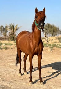 فرس عربية • فرس • خيل • فلو • مهرة • حصان عربي • فرس وفلو • خيول للبيع...