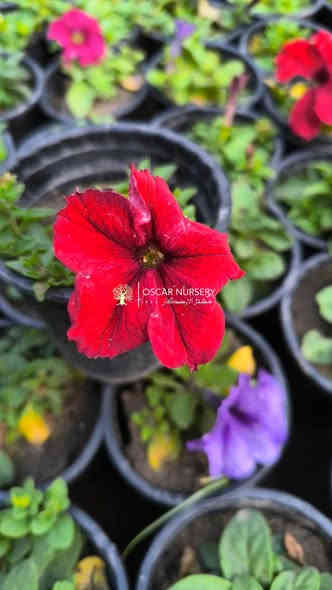 نبات البيتونيا 
متوفر داخل المشتل 

📍 زورونا في موقعنا:
مشتل الأوسكار – حي الحنانة – شارع نجف _ كوفة
(مقابل غرفة تجارة النجف و فريندز كافيه ومطعم شريف– مجاور متنزه الحنانة العائلي)

🕗 أوقات الدوام:
من 8:30 صباحاً إلى 8:00 مساءً

📞 للطلب والاستفسار:
*********** – ***********
(اتصال / واتساب / مراسلة عبر فيسبوك)
 متوفر دفع  زين  كاش ومتوفر ماستر  

🚗 يتوفر توصيل داخل النجف
موجودين في تطبيق توترز لبعض المواد الزراعية 

أهلاً وسهلاً بكم دائماً في مشتل الأوسكار 🌹🌹🌹
