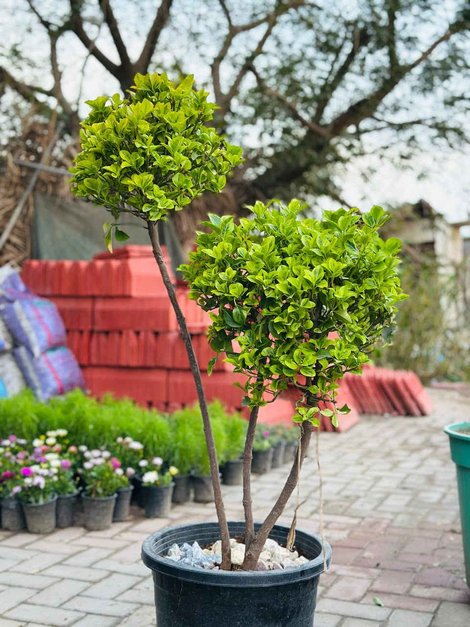 وصول الان🤗🌹
#مشتل_النورين 
 الثيل السجادي 🍀🌿
 لاين حدائق 🌴
ورد جوري كافة الانواع🌹💐
 اوراد الزينه الضلي والخارجي 🎍

عنواننا:#واسط_الصويرة_شارع_الغطاس_خلف_المجمع_السوري 🪻

أوقات الدوام 
من الساعة 8:00 صباحاً
إلى الساعة 7:00 مساءً 
 كذالك يتوفر توصيل داخل صويره فقط 🚖🚘


**إذا كنت صاحب هذا الإعلان وتريد حذفه لأي سبب، رجاءا أرسل رسالة إلى الدعم الفني**