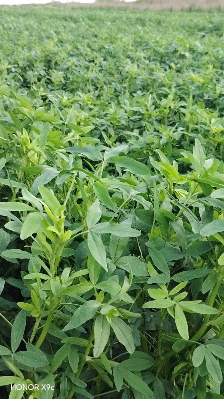 السلام عليكم يوجد برسيم حش مكان واسط الاحرار قرية الجولان للتواصل ع الرقم ***********
