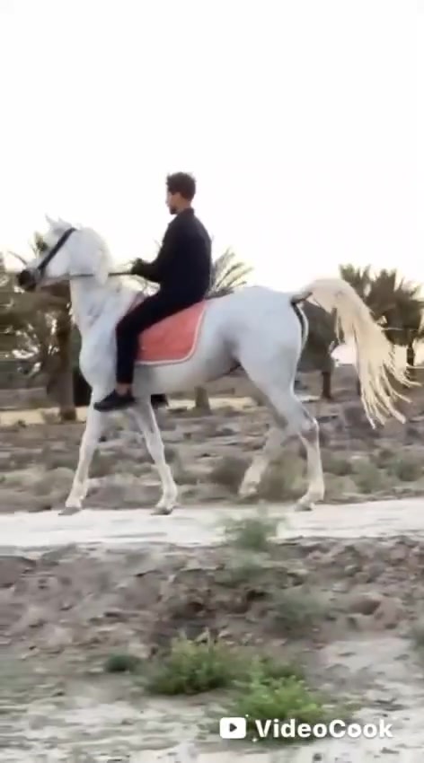 حياكم الله خيالتنه فرس مصريه كتاب وشريحه كامله. مكمله شاهد الله عليه احله من المقاطع سالمه من كل عيب الرتفاع 155حشار 5اشهر العمر 5سنوات المكان بابل الحمزة الغربي.. بروح الحسين المو شراي لا يتعبني ولا اتعبه ومتواجد تصال واتساب فقط 
***********بي واتساب
