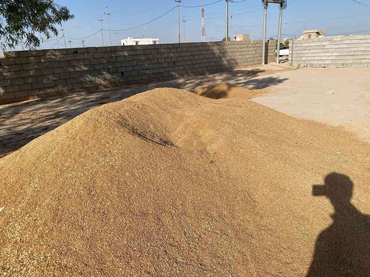 حنطة ادنة للبيع 10 طن نقد اذا اكو شراي يخابر 

***********
