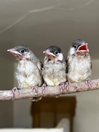بلابل • متاح